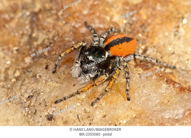 Jumping Spider (Philaeus chrysops), male, Lake Kerkini region, Greece, Europe