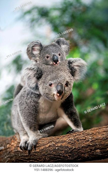 Koala, phascolarctos cinereus, Female carrying Young on its Back
