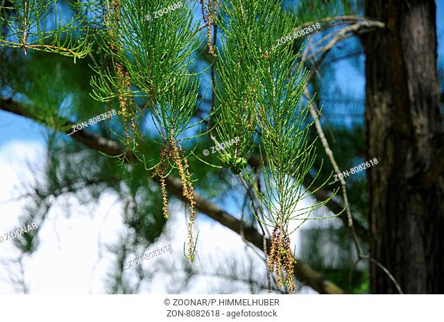 Taxodium ascendens, Aufrechte Sumpfzypresse, Pond Cypress