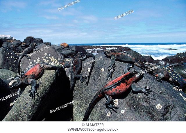marine iguana, Galapagos marine iguana Amblyrhynchus cristatus, sunbating, Ecuador, Galapagos Islands