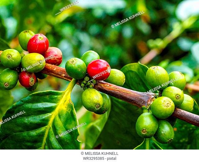 Ripe and unripe coffee berries on a bush, Hacienda Guayabal, near Manizales, Coffee Region, Colombia, South America