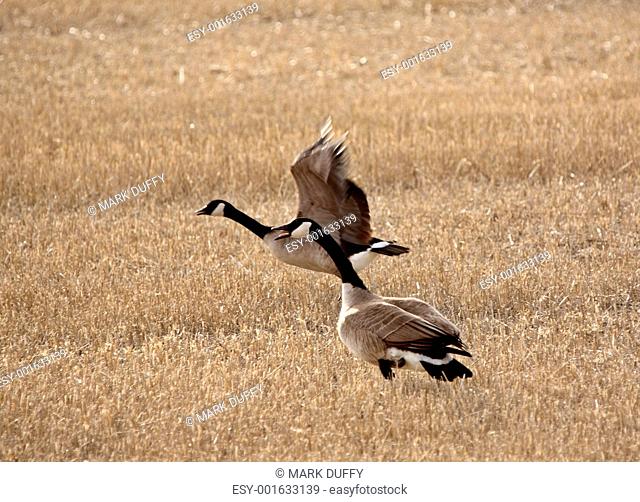 Pair of Canada Geese in early spring