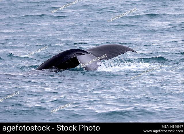 The tail fin of a humpback whale during a whale watching tour from Olafsvik in Iceland