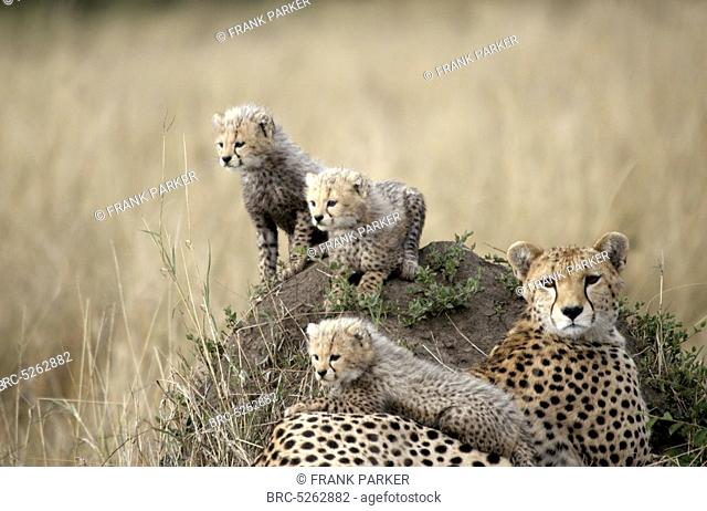 , Mother Cheetah and 3 Cubs on, by Termite mound, Mother Cheetah and 3 Cubs on, by Termite mound
