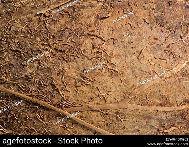 Texture of brown coconut shell, macro
