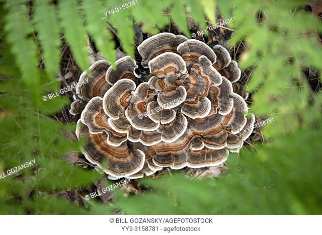 Turkey Tail Mushroom (Trametes versicolor) resembles tail of a Wild Turkey - Brevard, North Carolina, USA