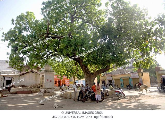 Banyan Tree,  Ficus Benghalensis  Village Delwara, Udaipur, Rajasthan, India