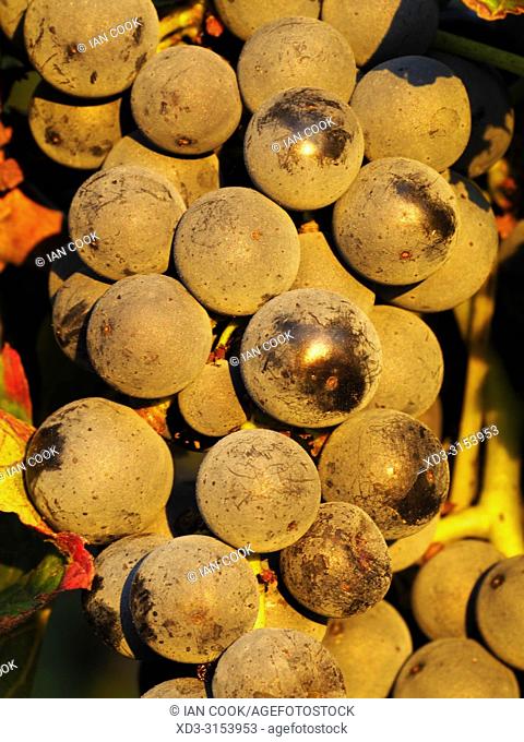 grapes ready to harvest in a vineyard near Monbazillac, Dordogne Department, Nouvelle-Aquitaine, France