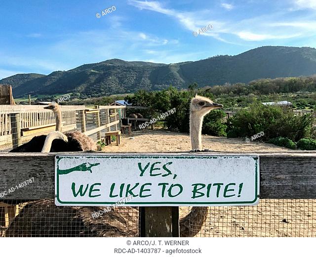 Ostrich, Yes, we like to bite! warning sign, ostrich farm, California, USA, Struthio camelus