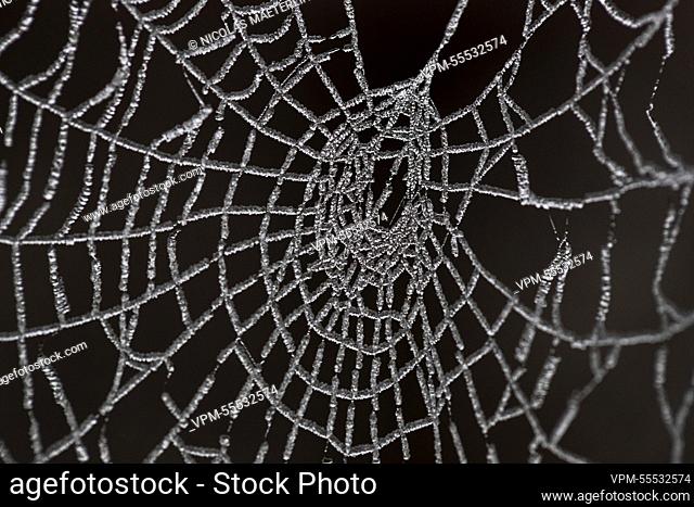 Illustration picture shows an ice covered spiderweb in Lierde, Belgium, Friday 09 December 2022. After a cold night with almost general frost