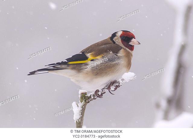 A Goldfinch (Carduelis carduelis) in freezing conditions in a Norfolk garden