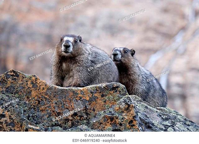 Whistle pig Stock Photos and Images | agefotostock