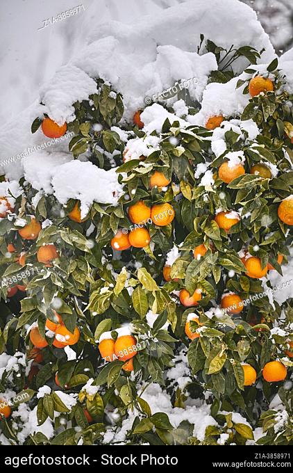 Storm Filomena blankets an orange tree with snow. Getafe. Community of Madrid. Spain