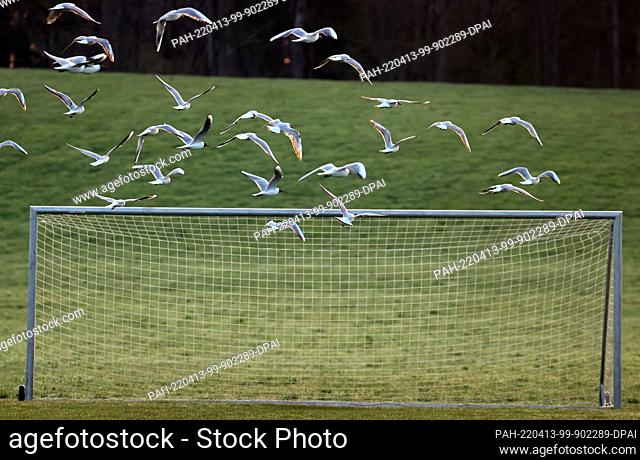 13 April 2022, Bavaria, Roßhaupten: Seagulls fly over a goal on a soccer field in the early morning. Photo: Karl-Josef Hildenbrand/dpa