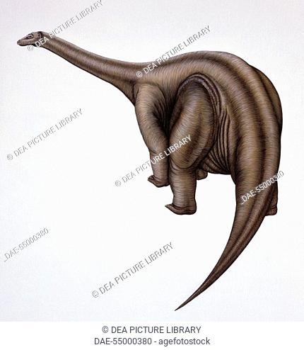 Palaeozoology - Jurassic period - Dinosaurs - Cetiosaurus - Art work by Deborah Mansfield