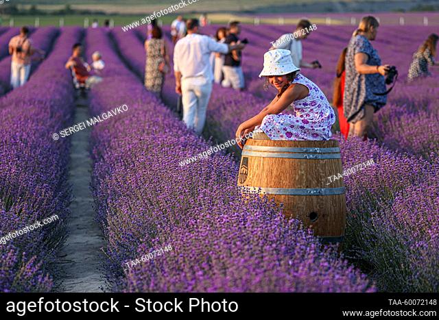 RUSSIA, REPUBLIC OF CRIMEA - JUNE 25, 2023: People walk in a lavender field of the Turgenevskaya farm in the village of Turgenevka