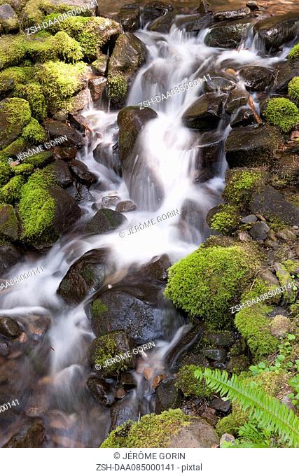 Water flowing over mossy rocks, Olympic National Park, Washington, USA