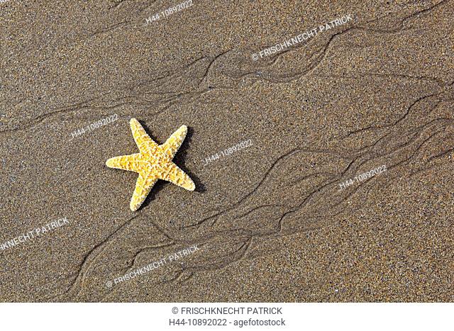1, detail, coast, macro, bull, bulls, patterns, close-up, nature, North, sand, sand beach, Scotland, starfish, starfish Californ