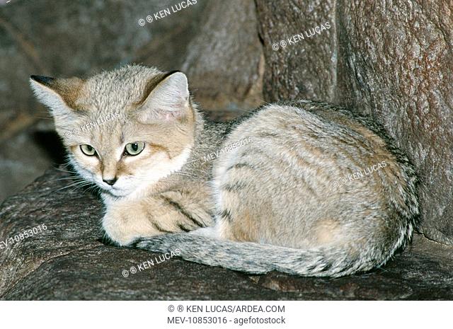 Sand Cat (Felis margarita). Deserts; North Africa & Central Asia