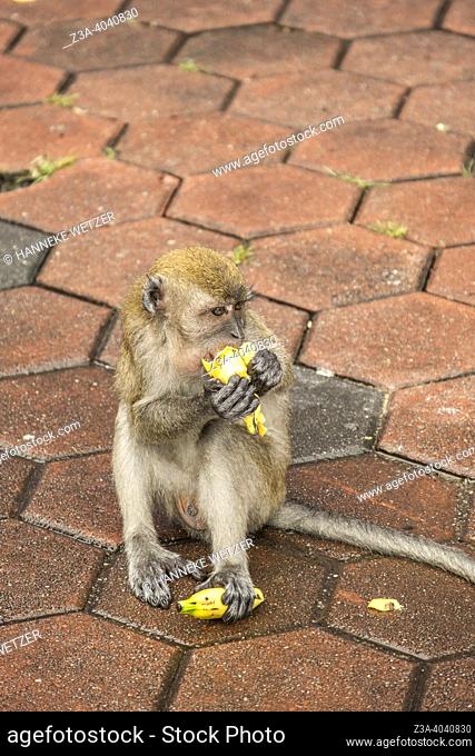 Wild monkey eating a banana in Malaysia, Asia