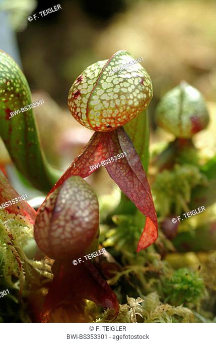 California pitcher plant, Cobra Lily Plant (Darlingtonia californica), leave, BGD