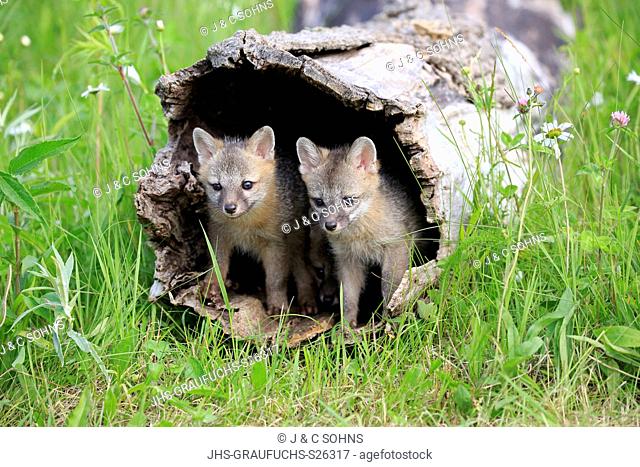 Gray fox, (Urocyon cinereoargenteus), two young siblings looking out of log in floret meadow, Pine County, Minnesota, USA, North America