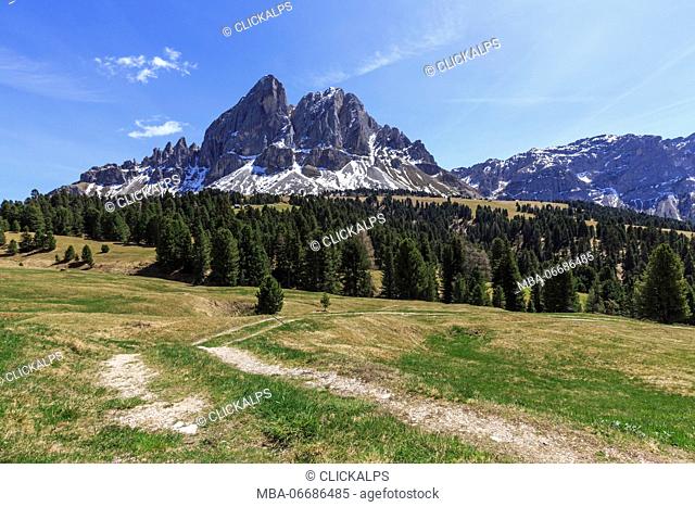 Sass de Putia in background enriched by green woods. Passo delle Erbe. Puez Odle South Tyrol Dolomites Italy Europe