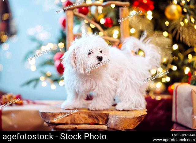 Small white terrier on the background of the Christmas tree. Close view