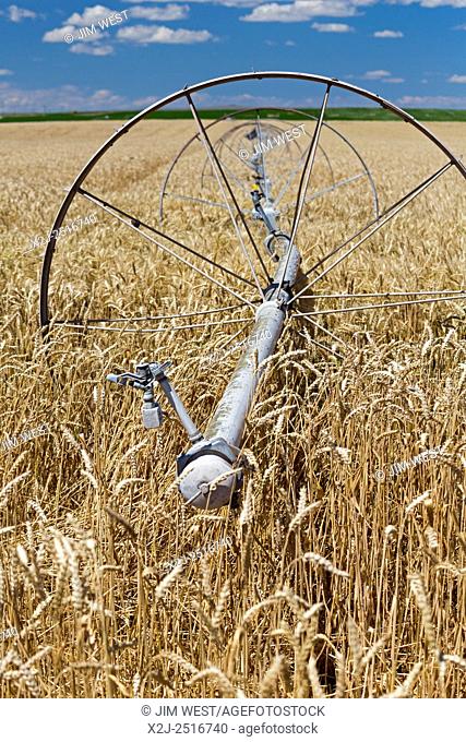 Moreland, Idaho - Irrigation equipment in an Idaho wheat field