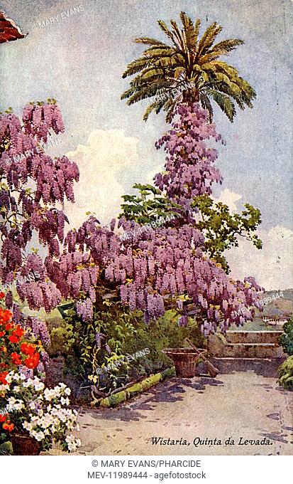 Wisteria at a villa (quinta) in the Levadas, a canal-irrigated district of southern Madeira