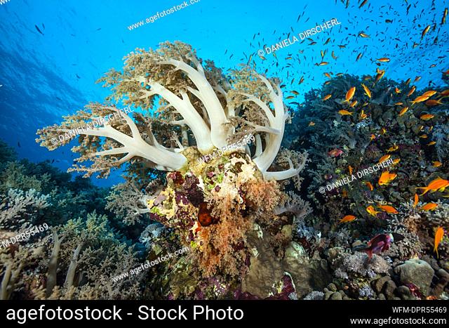 Soft Coral Reef, Litophyton arboreum, Brother Islands, Red Sea, Egypt