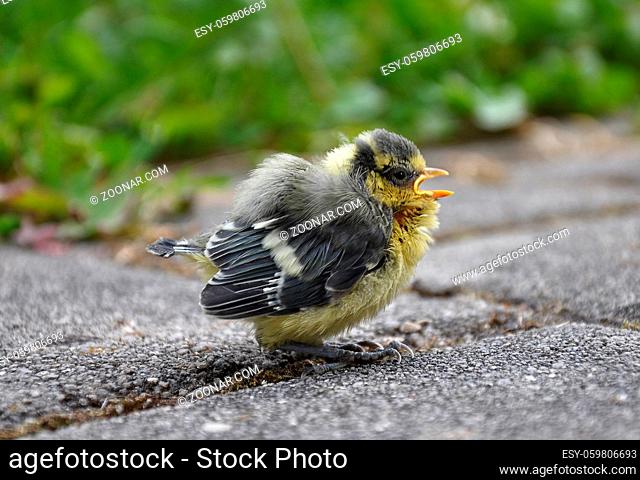 Junge Blaumeise - Young blue tit