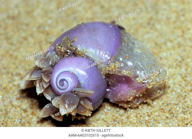 Janthina Snail (Marine) Great Barrier Reef, Australia