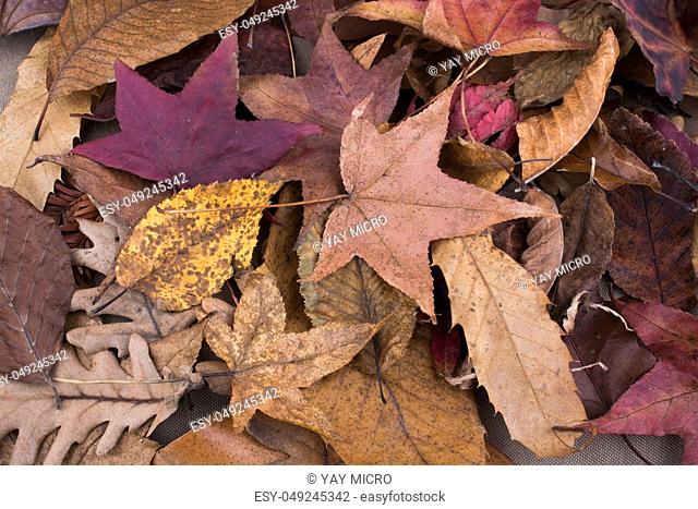 Beautiful dry leaf by a book as an autumn background