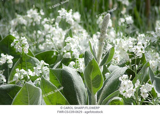 Verbascum bombyciferum 'Arctic Summer' growing amongst white flowers of Matthiola incona, scented stock. Leaves and flower stem covered in silvery-white hairs...