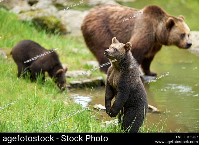 Brown bear, Ursus arctos, and bear cub, Bavarian Forest National Park, Bavaria, Germany, Europe