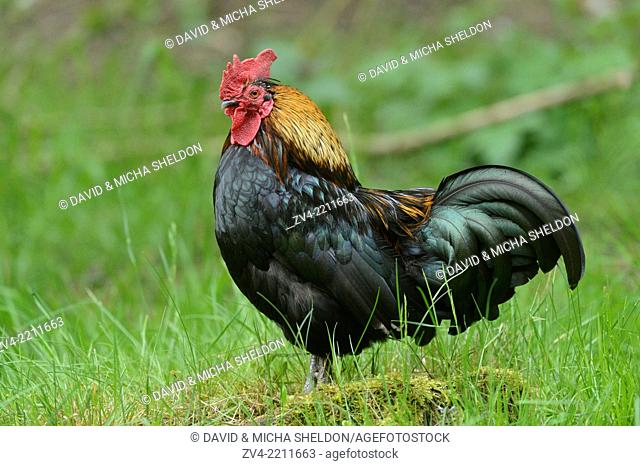 Close-up of a chicken (Gallus gallus domesticus) rooster in spring