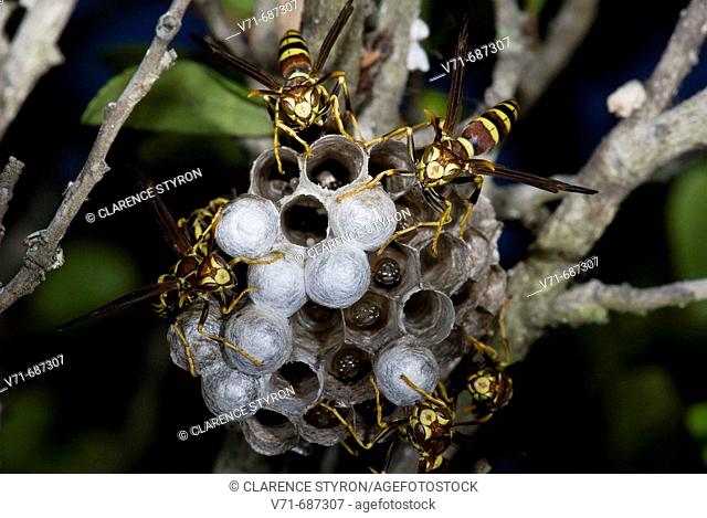 Paper Wasp (Polistes sp.)