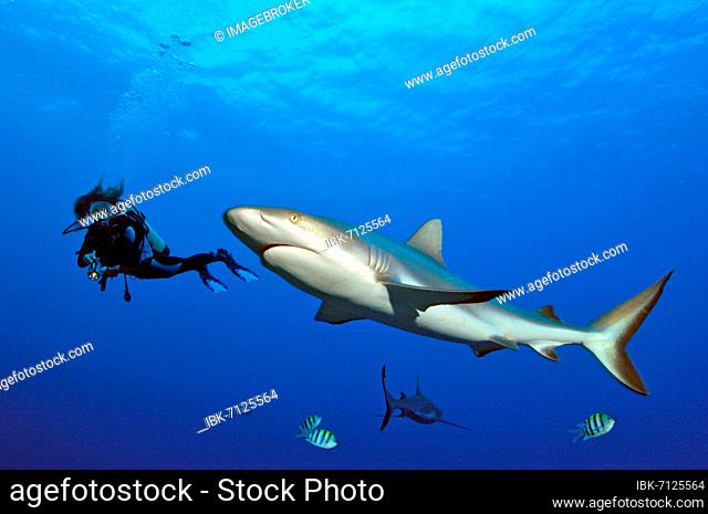 Diver looking at and swimming next to Grey reef shark (Carcharhinus amblyrhynchos), Pacific Ocean, Caroline Islands, Yap, Federated States of Micronesia