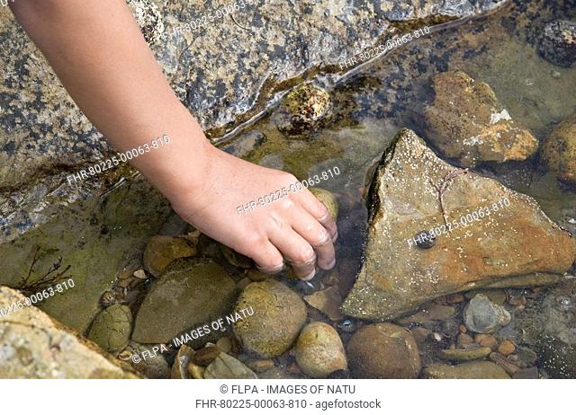 Child rockpooling, close-up of hand in rockpool, Osmington Mills, Dorset, England, summer