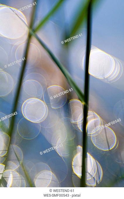 Germany, Reed grass Phragmites australis, close-up