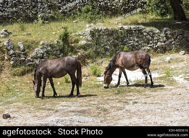 Free horses near the Vuno Canyon, on the Ionian coast, Albania, Southeastern Europe