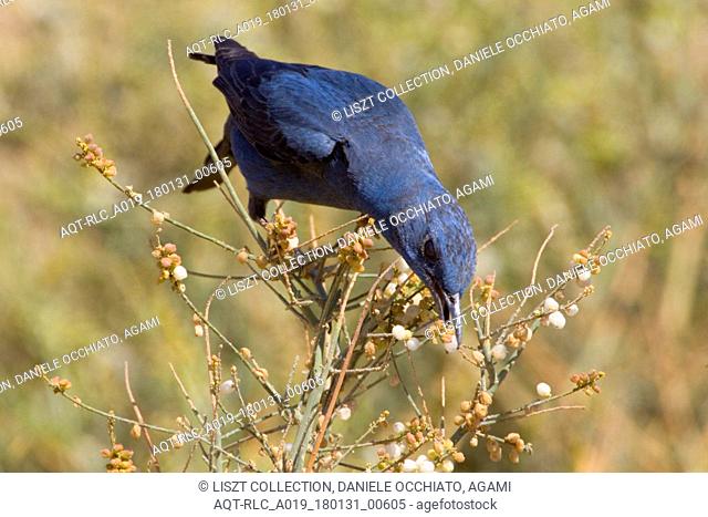 Blue Rock Thrush male perched in bush, Blue Rock Thrush, Monticola solitarius