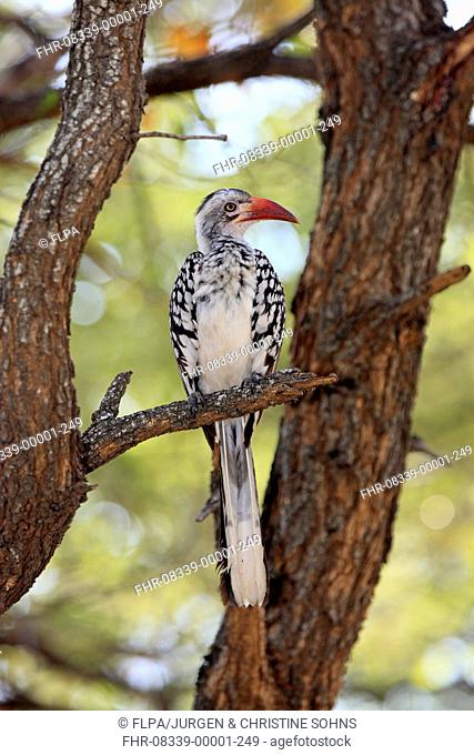 Southern Red-billed Hornbill (Tockus rufirostris) adult, perched on branch, Kruger N.P., Great Limpopo Transfrontier Park, South Africa, November