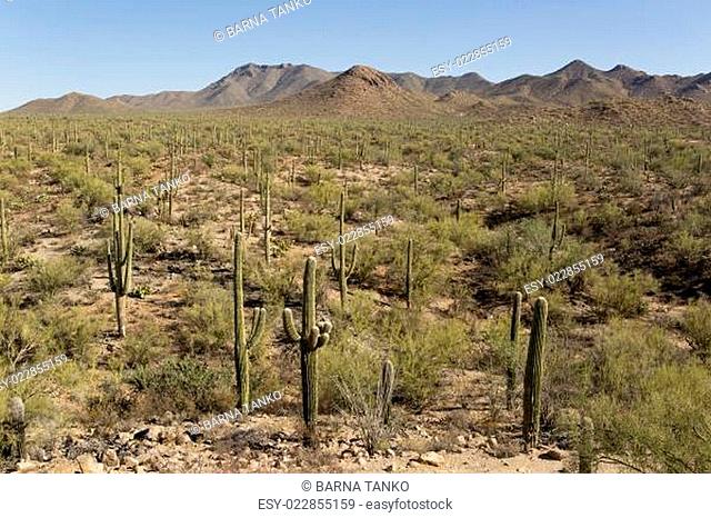 desert with saguaro cactuses