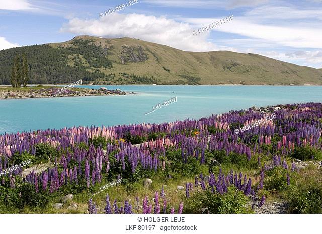 Lupine Field and Lake Tekapo, Lake Tekapo, Mackenzie Country, South Island, New Zealand