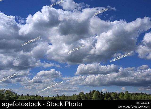 Cumulus clouds (Cumulus) clouds y