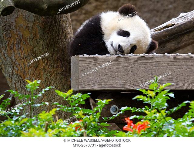 Baby Giant Panda Bear asleep in North America, USA