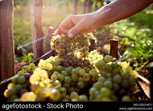 Hand of farmer holding bunch of grapes on sunny day