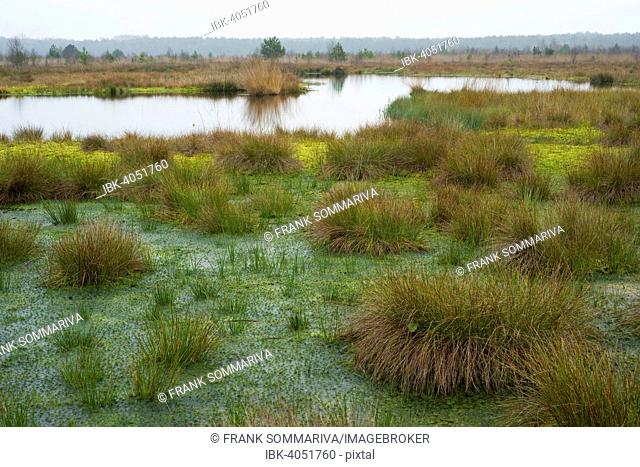 Peat Moss (Sphagnum sp.) and Soft Rush or Common Rush (Juncus effusus), Schweimker Moor Nature Reserve, Lower Saxony, Germany